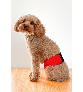 Salya Store Erkek Köpek Çiş Bandı Külotu Kırmızı Kl-102