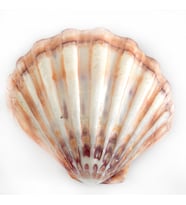 Lyropecten Polıshed 6 İNÇ Unpaır Turuncu