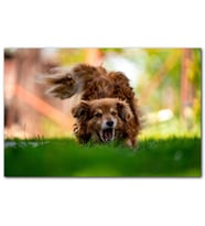 Cakatablo  Oyuncu Kahverengi Köpek MDF Tablo