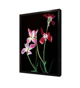 Pembe Çiçek Çerçeveli Mdf Tablo