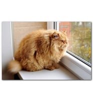 Cakatablo Pencerede Şişman Kedi MDF Tablo