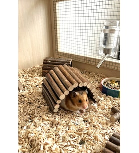 Doğal Ahşap Hamster Tünel Köprü & Yuva
