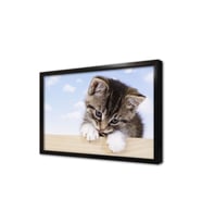 Kedi Yavrusu Çerçeveli Mdf Tablo