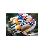 Ahşap Tablo Mandarin Ördekleri (25x35 Cm Boyut)