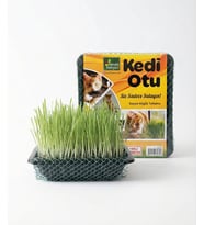 Meraklı Bahçeci Kedi Çimi - Kedi Sindirim Sistemini Rahatlatıcı Sağlıklı Kedi Otu