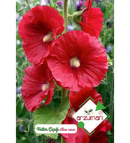 Hatim Çiçeği Tohumu Alcea Rosea 50 Adet