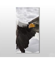 Kartal Kanvas Tablo 70x105cm (Karışık)