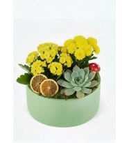 Saksıda Sarı Kalanchoe ve Echeveria