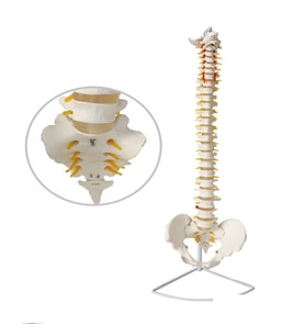 Omurga İskeleti 85 Cm (Omurilik Ve Sinir Modeli) Model 15