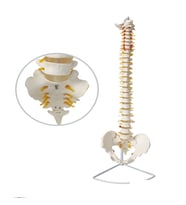 Omurga İskeleti 85 Cm (Omurilik Ve Sinir Modeli) Model 15