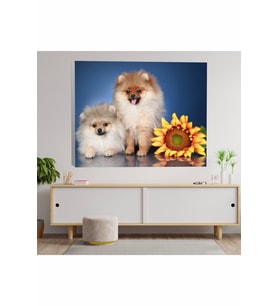 Pomeranian Köpek Kanvas Tablo