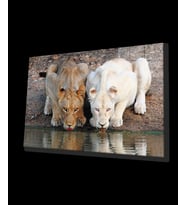 Aslan Hayvan Cam Tablo 4mm Dayanıklı Temperli Cam