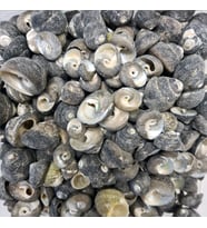 Moonshell Umbinium Kiloluk Deniz Kabuğu (1 KG)