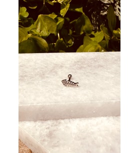 Balık Model Zirkon Taşlı Özel Tasarım Gümüş Renk Stainless Steel Çelik Tragus Helix Piercing