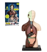 Temel 8 Parçalı İnsan Anatomisi Torso Modeli 24.5 cm