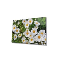 Miyrem Glasses Collection -A1^#  Papatya Çiçek Cam Tablo, Cam Tablo (Çok Renkli)