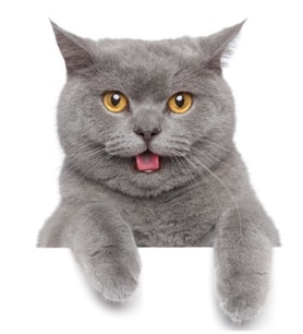British Shorthair Kedi Araba Oto Sticker Etiket Renkli