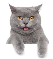 British Shorthair Kedi Araba Oto Sticker Etiket Renkli