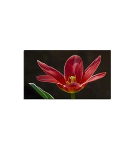 Kırmızı Amaryllis Tablo 60 X 80 Cm