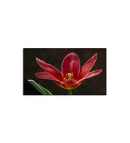 Kırmızı Amaryllis Tablo 60 X 80 Cm