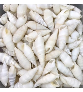 Vertagus Kiloluk Deniz Kabuğu (1 KG)