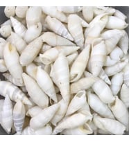 Vertagus Kiloluk Deniz Kabuğu (1 KG)