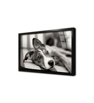 Siyah Beyaz Köpek Çerçeveli Cam Tablo
