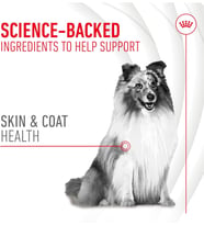 Skin&Coat Chews Yetişkin Köpekler İçin Deri ve Tüy Sağlığını Destekleyen Tamamlayıcı Ödül Maması 240g