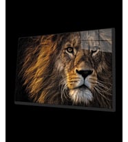 Aslan 11 Cam Tablo