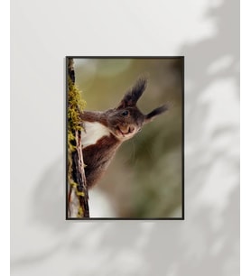 Dallara Tırmanan Sincap Poster
