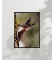Dallara Tırmanan Sincap Poster (Çok Renkli)
