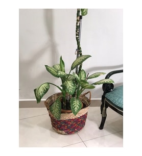 Chicory Doğal Hasır Saksı_ renkli - 32x40 cm