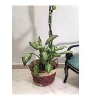 Chicory Doğal Hasır Saksı_ renkli - 32x40 cm