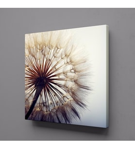 KARAHİNDİBA ÇİÇEĞİ RESİMLERİ KANVAS TABLO 50x50cm (Karışık)
