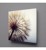 KARAHİNDİBA ÇİÇEĞİ RESİMLERİ KANVAS TABLO 50x50cm (Karışık)