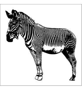 ZEBRA FOLYO STİCKER 200cm Uzunluk (Karışık)