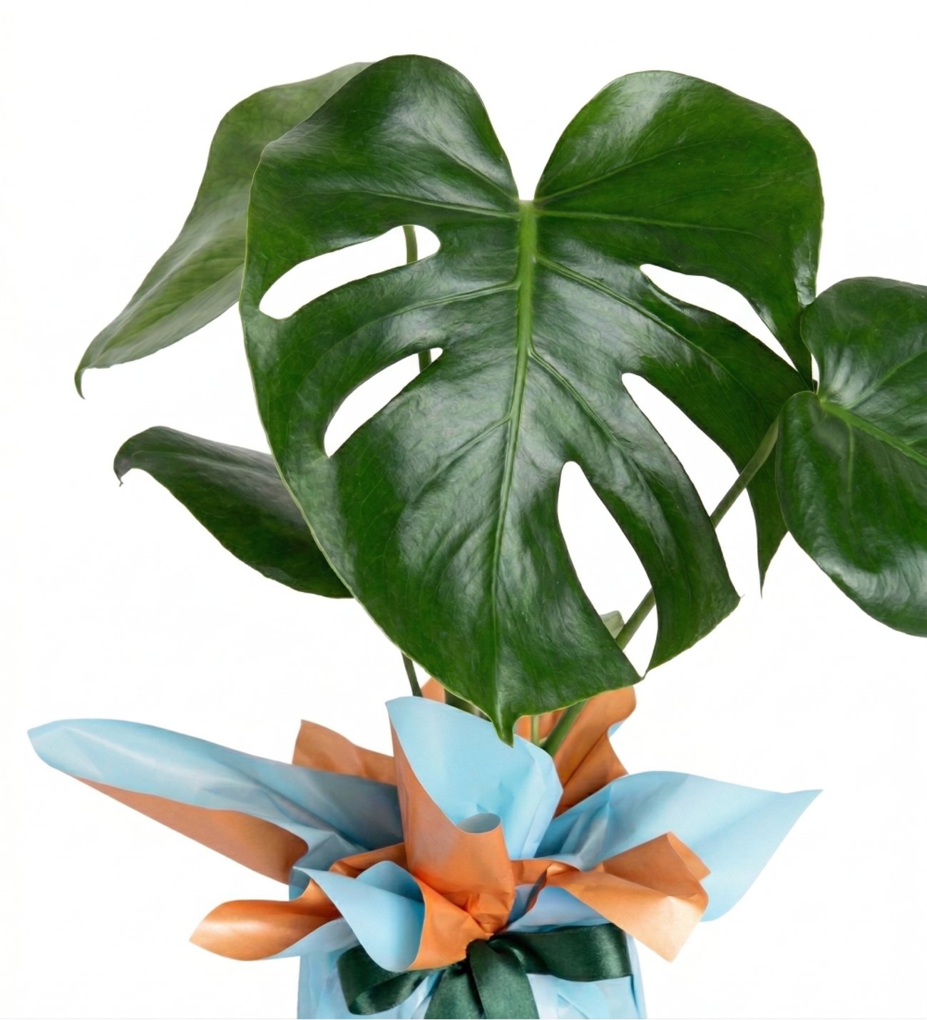 Monstera Turuncu Mavi Bitkisi
