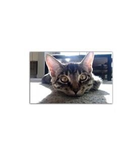 DBSanatevi Uzanan Kedi Tablo 40 X 60 Cm