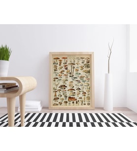 pgzzNM465 Mantar Çeşitleri Sanatsal Poster 50x70cm.