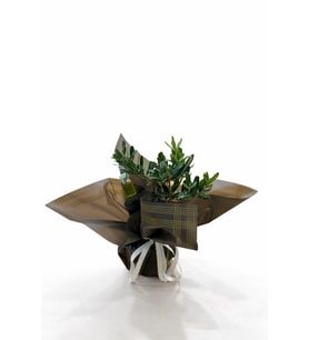 Siyah Buketli Polimer Saksıda Zeytin Ağacı Bonsai