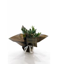 Siyah Buketli Polimer Saksıda Zeytin Ağacı Bonsai