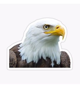 Araba için Kartal Oto Sticker Yapıştırması Etiket  17CM a8