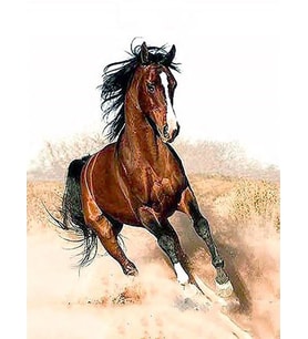 Arap Atı Sayılarla Boyama Seti 40x50 cm (Tuvale Gerili)