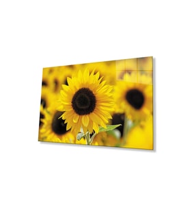 Ayçiçeği Cam Tablo 4mm Dayanıklı Temperli Cam Sunflower Glass Wall Art (Çok Renkli)