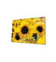 Ayçiçeği Cam Tablo 4mm Dayanıklı Temperli Cam Sunflower Glass Wall Art (Çok Renkli)
