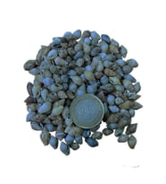Nassa Shell Kiloluk Deniz Kabuğu 250 GR Yerli