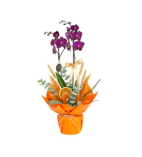 Buket Kağıtlı Saksıda Premium Çiftli Mor Orkide Çiçeği