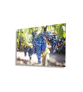 Miyrem Glasses Collection -A1^#  Meyveler Cam Tablo (Çok Renkli)