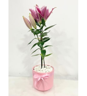 Pembe Beton Saksıda Pembe Lilyum