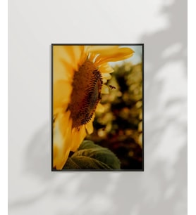 Günebakan Çiçeği ve Arı Poster (Çok Renkli)